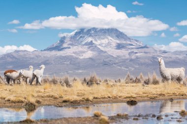 And Dağları 'nda beslenen ve otlayan alpakalar karla kaplı dağlar ve bulutlarla çevrili. Mavi gökyüzü, Latin Amerika' nın Peru tepelerinde doğal ışıkla aydınlanıyor.