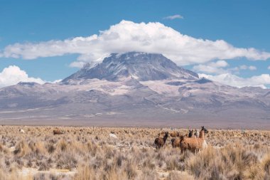 And Dağları 'nda beslenen ve otlayan alpakalar karla kaplı dağlar ve bulutlarla çevrili. Mavi gökyüzü, Latin Amerika' nın Peru tepelerinde doğal ışıkla aydınlanıyor.
