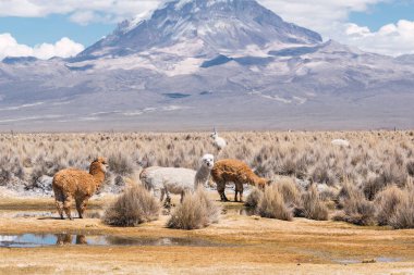 And Dağları 'nda beslenen ve otlayan alpakalar karla kaplı dağlar ve bulutlarla çevrili. Mavi gökyüzü, Latin Amerika' nın Peru tepelerinde doğal ışıkla aydınlanıyor.