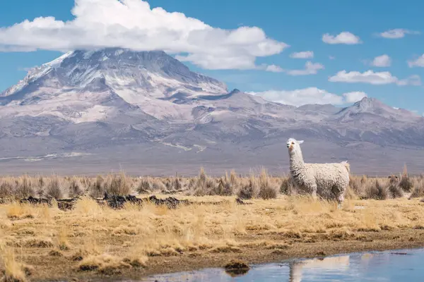 stock image alpacas eating and grazing in the Andes mountain range surrounded by snow-capped mountains and clouds with a blue sky illuminated with natural light in the heights of Peru in Latin America