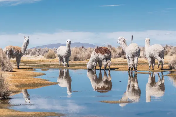 stock image alpacas eating and grazing in the Andes mountain range surrounded by snow-capped mountains and clouds with a blue sky illuminated with natural light in the heights of Peru in Latin America