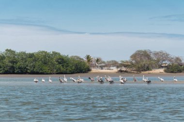 island of love in the mangroves of tumbes on a sunny day surrounded by trees and people and boats in the sea clipart