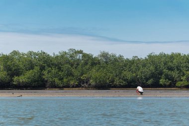 Mavi kayık, güneşli bir günde ve ağaçlarla çevrili mavi gökyüzünde alçak gelgitlerde mangrov ağaçlarında uçuyor.