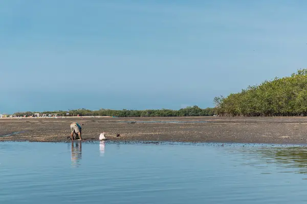 stock image blue boat tip in the mangroves of tumbes at low tide on a sunny day and blue sky surrounded by trees