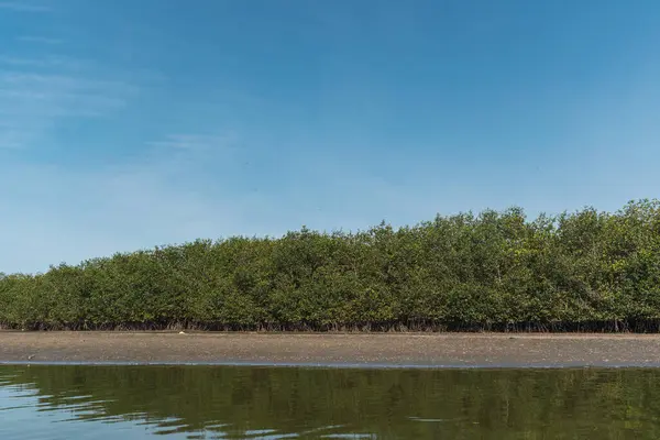 stock image blue boat tip in the mangroves of tumbes at low tide on a sunny day and blue sky surrounded by trees