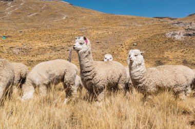 And Dağları 'nda beslenen ve otlayan alpakalar karla kaplı dağlar ve bulutlarla çevrili. Mavi gökyüzü, Latin Amerika' nın Peru tepelerinde doğal ışıkla aydınlanıyor.