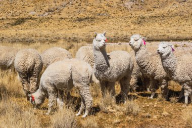 And Dağları 'nda beslenen ve otlayan alpakalar karla kaplı dağlar ve bulutlarla çevrili. Mavi gökyüzü, Latin Amerika' nın Peru tepelerinde doğal ışıkla aydınlanıyor.