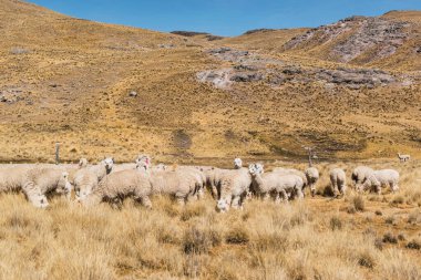 And Dağları 'nda beslenen ve otlayan alpakalar karla kaplı dağlar ve bulutlarla çevrili. Mavi gökyüzü, Latin Amerika' nın Peru tepelerinde doğal ışıkla aydınlanıyor.