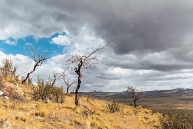 Peru And Dağları 'nda kurak bitki örtüsüyle çevrili solmuş ve yanmış bir ağaç. İklim değişikliğinin sonucu olarak bulutlar ve mavi gökyüzü.