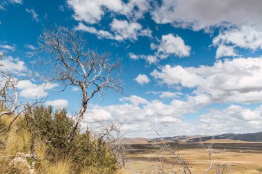 Peru And Dağları 'nda kurak bitki örtüsüyle çevrili solmuş ve yanmış bir ağaç. İklim değişikliğinin sonucu olarak bulutlar ve mavi gökyüzü.