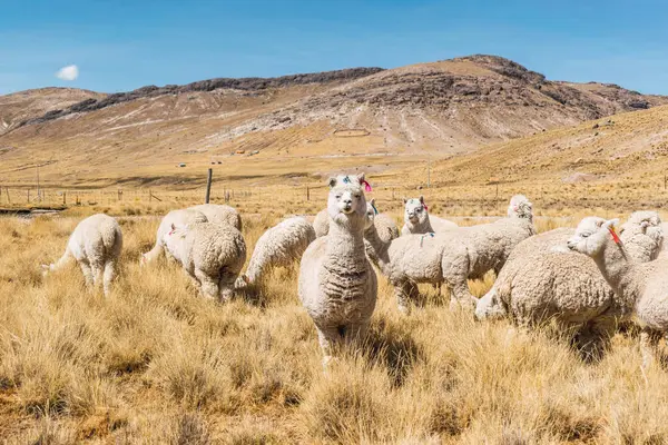 stock image alpacas eating and grazing in the Andes mountain range surrounded by snow-capped mountains and clouds with a blue sky illuminated with natural light in the heights of Peru in Latin America