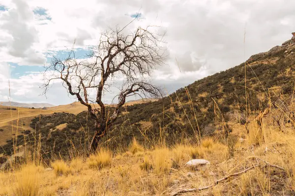 Stock image withered and burned tree in the Andes of Peru surrounded by dry vegetation with clouds and blue skies as a result of climate change