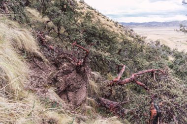 Sierra de los Andes de Peru 'da devrilmiş bir ağaç. Etrafı ağaçlarla çevrili ve bulutlu mavi bir gökyüzü.