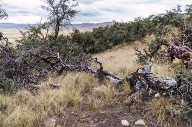 Sierra de los Andes de Peru 'da devrilmiş bir ağaç. Etrafı ağaçlarla çevrili ve bulutlu mavi bir gökyüzü.