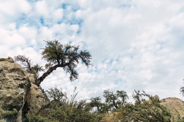 Peru 'nun iç kesimlerinde bulutlarla çevrili mavi gökyüzü ile çevrili bir kayanın tepesine gömülü yeşil ağaç.