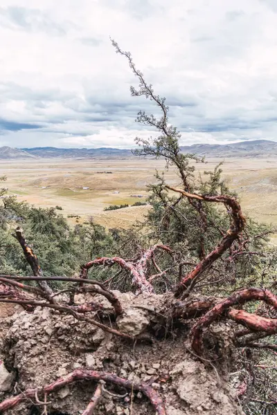 Sierra de los Andes de Peru 'da devrilmiş bir ağaç. Etrafı ağaçlarla çevrili ve bulutlu mavi bir gökyüzü.