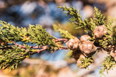 Güneşli bir günde mavi gökyüzü arka planına sahip çam ağacı dalları