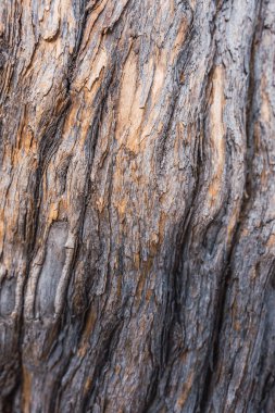 Ağaç kabuğu dokusu doğal ahşap gri renkte doğrusal desenler