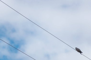Güneşli bir günde, bir elektrik kablosunun tepesine tünemiş bir güvercin. Bulutlar ve mavi gökyüzü.