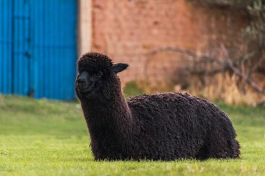 Yeşil bitki örtüsü ve bulutlu gökyüzü ile çevrili And Dağları sıradağlarında uyuyan siyah bir alpaka portresi