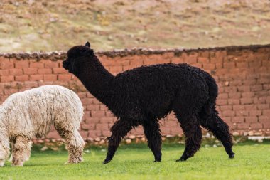 And Dağları 'ndaki kara alpaka yeşil bitki örtüsü ve bulutlu gökyüzü ile çevrili.