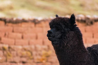 And Dağları 'ndaki yeşil bitki örtüsü ve bulutlu gökyüzü ile çevrili siyah bir alpaka portresi.