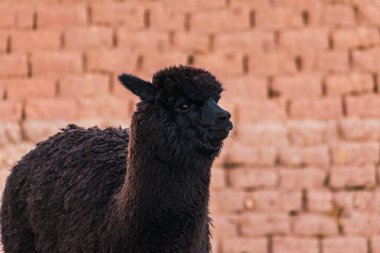 And Dağları 'ndaki yeşil bitki örtüsü ve bulutlu gökyüzü ile çevrili siyah bir alpaka portresi.