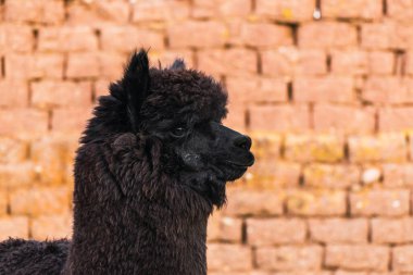 And Dağları 'ndaki yeşil bitki örtüsü ve bulutlu gökyüzü ile çevrili siyah bir alpaka portresi.