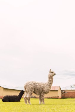 Portrait of a white alpaca standing eating in the Andes mountain range surrounded by green vegetation and cloudy sky clipart