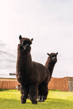 And Dağları 'ndaki kara alpaka yeşil bitki örtüsü ve bulutlu gökyüzü ile çevrili.