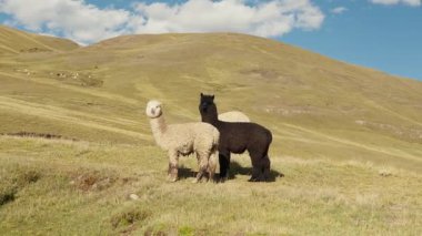 Dağlarla çevrili And Dağları 'nda yemek yiyen ve otlayan alpakalar ve Peru, Latin Amerika' nın dağlık kesimlerindeki doğal ışıkla aydınlatılmış mavi gökyüzü..