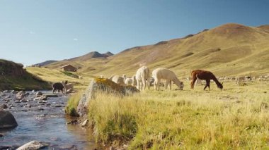 And Dağları 'ndaki Alpakalar, Peru, Latin Amerika' nın dağlık kesimlerindeki doğal ışıkla aydınlatılmış mavi gökyüzü ile bir nehrin kıyısında yiyip otluyor..