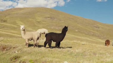 Dağlarla çevrili And Dağları 'nda yemek yiyen ve otlayan alpakalar ve Peru, Latin Amerika' nın dağlık kesimlerindeki doğal ışıkla aydınlatılmış mavi gökyüzü..