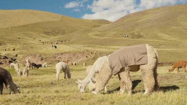 Dağlarla çevrili And Dağları 'nda yemek yiyen ve otlayan alpakalar ve Peru, Latin Amerika' nın dağlık kesimlerindeki doğal ışıkla aydınlatılmış mavi gökyüzü..