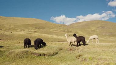 And Dağları 'ndaki Alpakalar, Peru, Latin Amerika' nın dağlık kesimlerindeki doğal ışıkla aydınlatılmış mavi gökyüzü ile bir nehrin kıyısında yiyip otluyor..