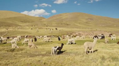 Dağlarla çevrili And Dağları 'nda yemek yiyen ve otlayan alpakalar ve Peru, Latin Amerika' nın dağlık kesimlerindeki doğal ışıkla aydınlatılmış mavi gökyüzü..