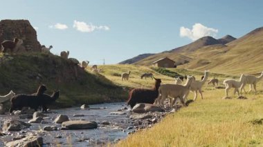 And Dağları 'ndaki Alpakalar, Peru, Latin Amerika' nın dağlık kesimlerindeki doğal ışıkla aydınlatılmış mavi gökyüzü ile bir nehrin kıyısında yiyip otluyor..