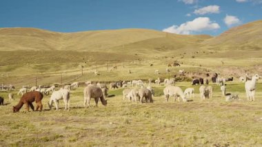 Dağlarla çevrili And Dağları 'nda yemek yiyen ve otlayan alpakalar ve Peru, Latin Amerika' nın dağlık kesimlerindeki doğal ışıkla aydınlatılmış mavi gökyüzü..