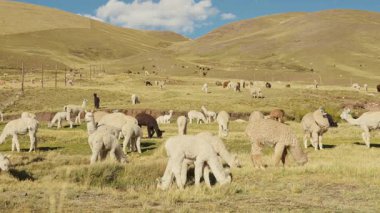Dağlarla çevrili And Dağları 'nda yemek yiyen ve otlayan alpakalar ve Peru, Latin Amerika' nın dağlık kesimlerindeki doğal ışıkla aydınlatılmış mavi gökyüzü..