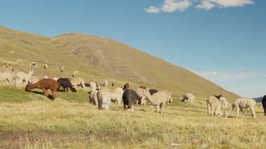 Dağlarla çevrili And Dağları 'nda yemek yiyen ve otlayan alpakalar ve Peru, Latin Amerika' nın dağlık kesimlerindeki doğal ışıkla aydınlatılmış mavi gökyüzü..