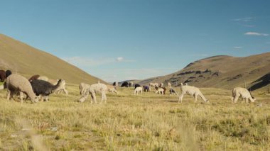 Dağlarla çevrili And Dağları 'nda yemek yiyen ve otlayan alpakalar ve Peru, Latin Amerika' nın dağlık kesimlerindeki doğal ışıkla aydınlatılmış mavi gökyüzü..
