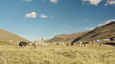 Dağlarla çevrili And Dağları 'nda yemek yiyen ve otlayan alpakalar ve Peru, Latin Amerika' nın dağlık kesimlerindeki doğal ışıkla aydınlatılmış mavi gökyüzü..
