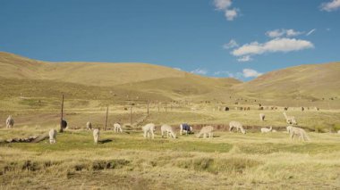 Dağlarla çevrili And Dağları 'nda yemek yiyen ve otlayan alpakalar ve Peru, Latin Amerika' nın dağlık kesimlerindeki doğal ışıkla aydınlatılmış mavi gökyüzü..