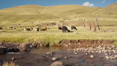 And Dağları 'ndaki Alpakalar, Peru, Latin Amerika' nın dağlık kesimlerindeki doğal ışıkla aydınlatılmış mavi gökyüzü ile bir nehrin kıyısında yiyip otluyor..