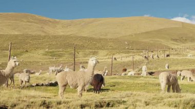 Dağlarla çevrili And Dağları 'nda yemek yiyen ve otlayan alpakalar ve Peru, Latin Amerika' nın dağlık kesimlerindeki doğal ışıkla aydınlatılmış mavi gökyüzü..
