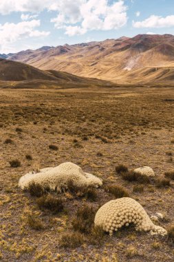 And Platosu 'nun manzarası, dağ sırası ve pek çok fırtına bulutu ve mavi gökyüzü olan seyrek bitki örtüsü.