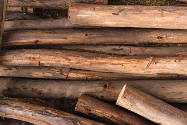 Okaliptüs kütükleri, ağaç kabuğunun dokusunu ve odunun doğal tahılını gösteriyor..