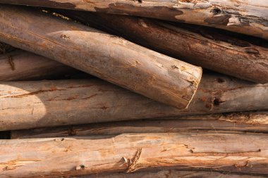 Okaliptüs kütükleri, ağaç kabuğunun dokusunu ve odunun doğal tahılını gösteriyor..