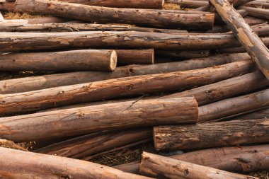 Okaliptüs kütükleri, ağaç kabuğunun dokusunu ve odunun doğal tahılını gösteriyor..