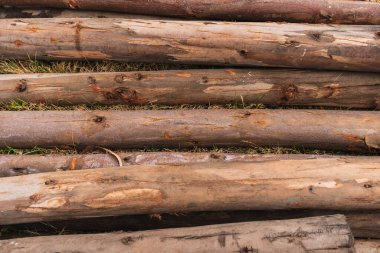 Okaliptüs kütükleri, ağaç kabuğunun dokusunu ve odunun doğal tahılını gösteriyor..